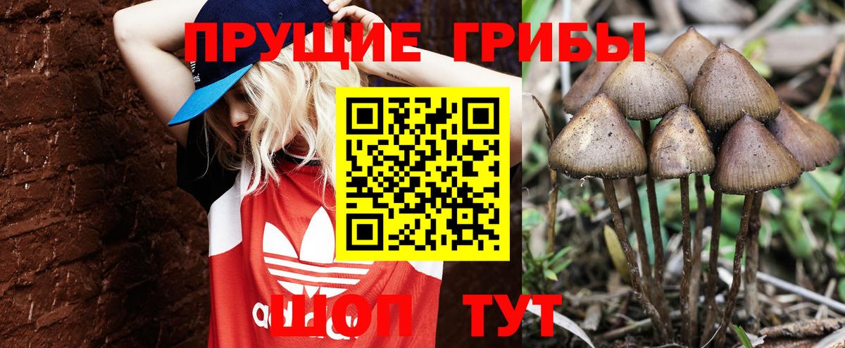 Псилоцибиновые грибы Psilocybe Шарыпово
